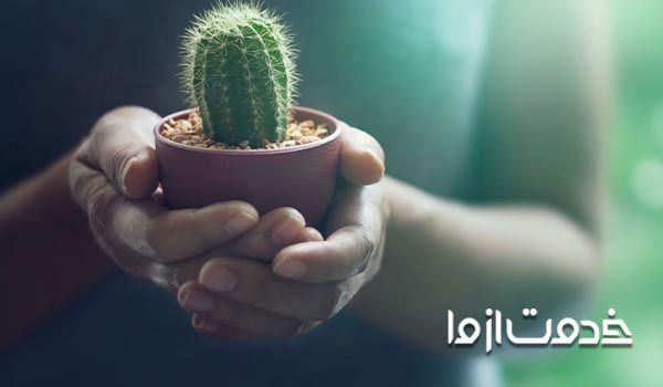 مضرات نگهداری کاکتوس در خانه